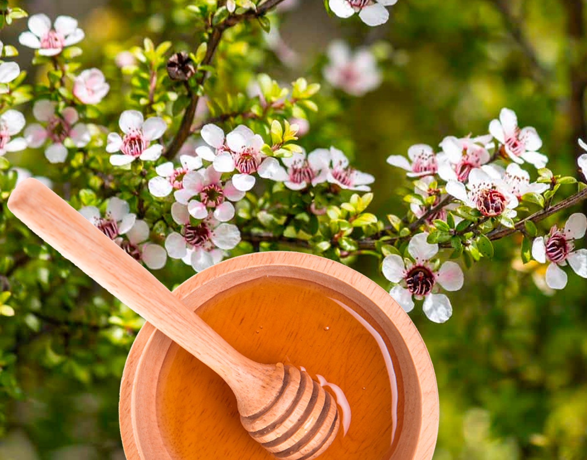 Miel de Manuka : un remède naturel puissant pour l’immunité, la digestion et la peau