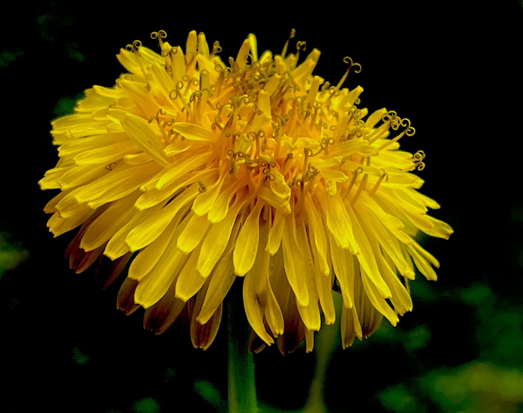 Le pissenlit, allié naturel du foie, des reins et de la digestion