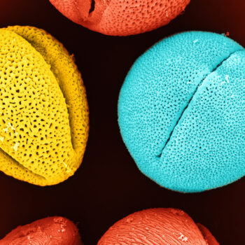 pourquoi les allergies au pollen donnent des symptômes dépressifs