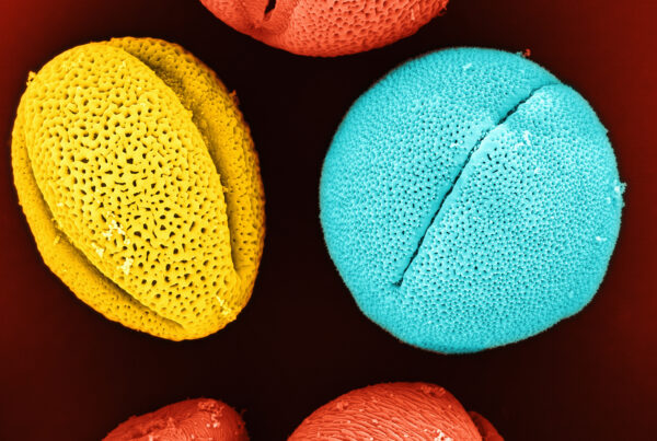 pourquoi les allergies au pollen donnent des symptômes dépressifs