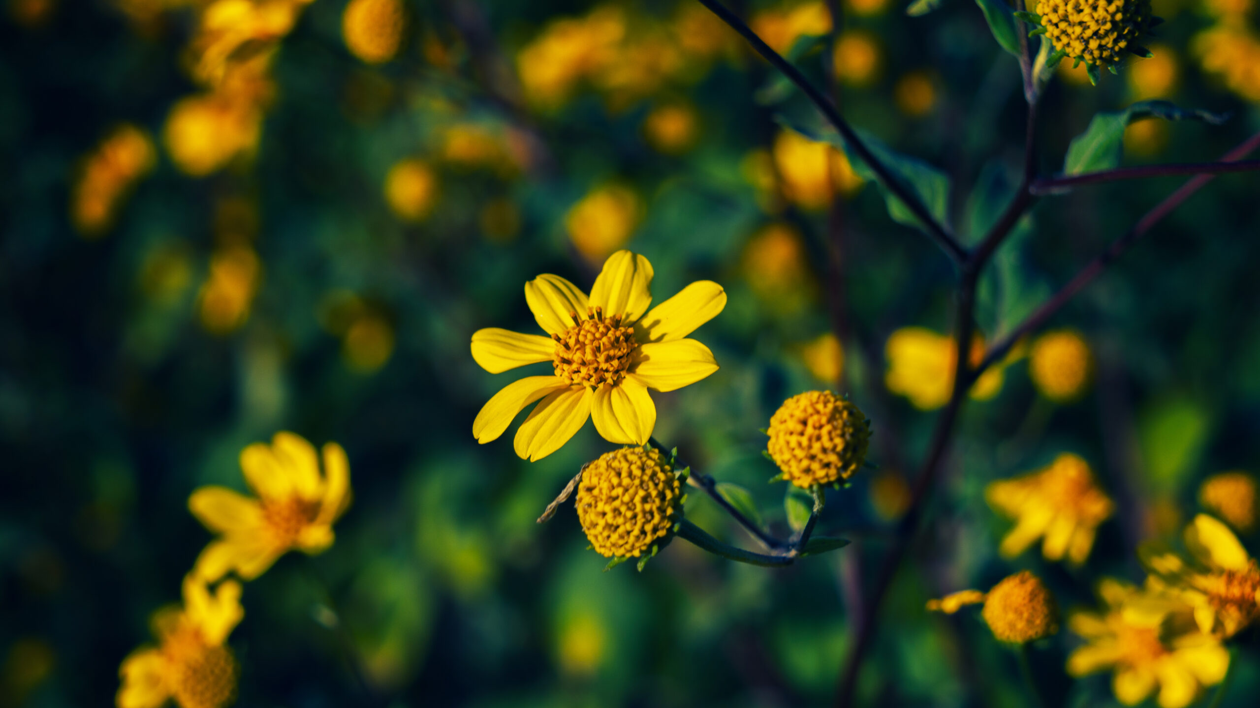 Arnica montana : le retour en force d’une remède oublié